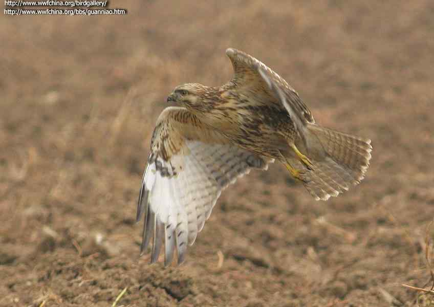 云南猛禽的识别——鵟，鵟鹰，鸢和鹗（一）