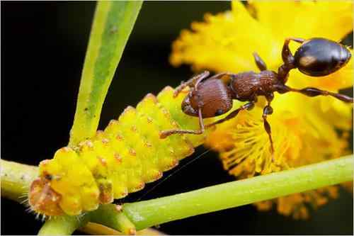 美刊精彩图片揭秘奇妙蚂蚁王国