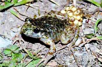 十大濒危两栖动物排行榜——娃娃鱼最长寿最奇特最濒危