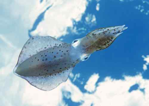 美大学举行海底世界摄影大赛拳击蟹夺冠