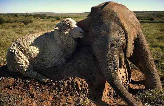 英国《每日电讯报》选出2008年度动物图片