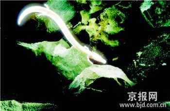 十大濒危两栖动物排行榜——娃娃鱼最长寿最奇特最濒危