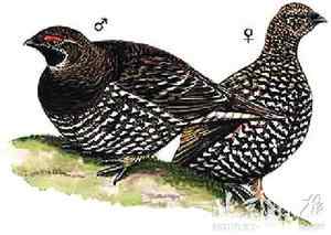 生物灭绝加速上世纪中国灭绝10种野生动物(图)