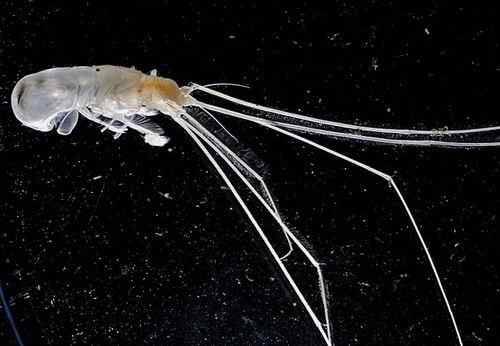 西里伯斯海发现大量奇特海洋生物