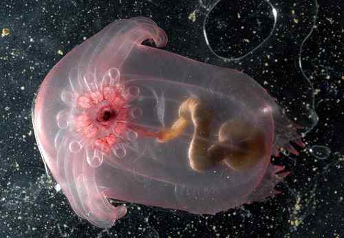 西里伯斯海发现大量奇特海洋生物