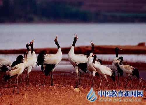 鹤痴”教师王高祥