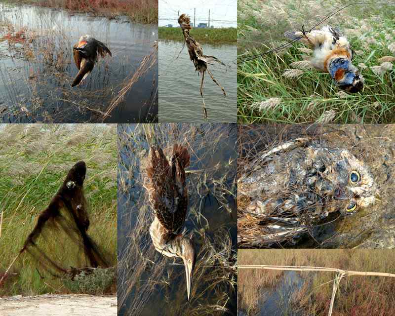 天津北大港水库湿地-候鸟家园成坟墓（爱鸟人士的战斗日记）