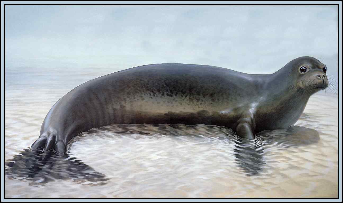 第一种被人类灭绝的海豹——加勒比僧海豹 Caribbean Monk Seal