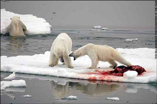 2008年度野外生态摄影大赛获奖作品 2008年度野外生态摄影大赛获奖作品