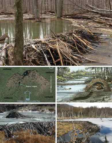 盘点自然界七大动物建筑师