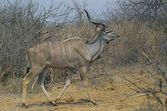 大型羚羊  扭角林羚 Tragelaphus strepsiceros