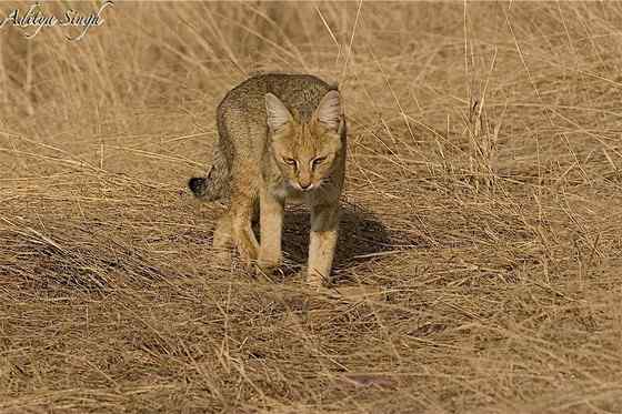 狸猫换太子中的狸猫