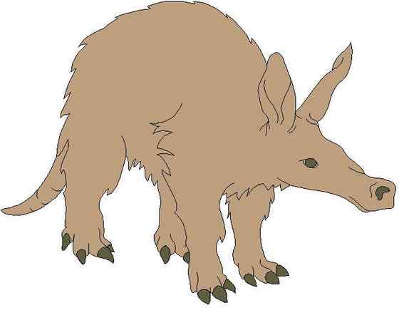 非洲的食蚁兽  土豚 Orycteropus afer