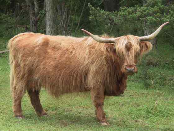 最古老的家牛品种——来自苏格兰的高地牛