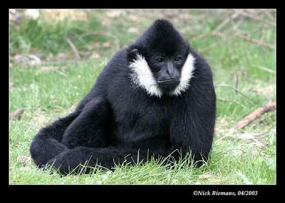 高度濒危的白颊长臂猿 Hylobates leucogenys