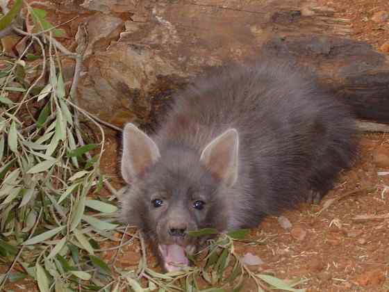 卡拉哈里的清道夫  棕鬣狗