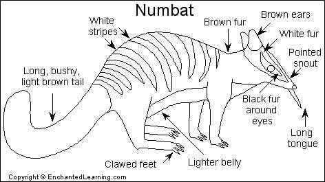 袋食蚁兽 Myrmecobius fasciatus 袋食蚁兽 Myrmecobius fasciatus