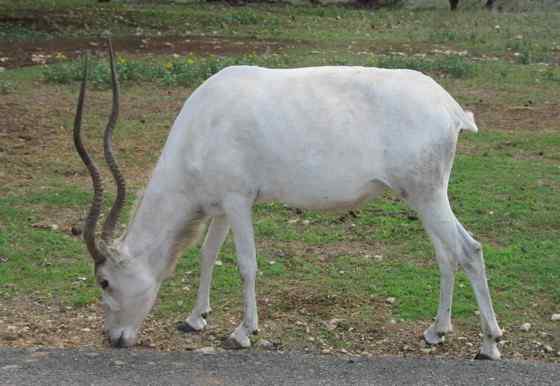 旋角羚 Addax nasomaculatus