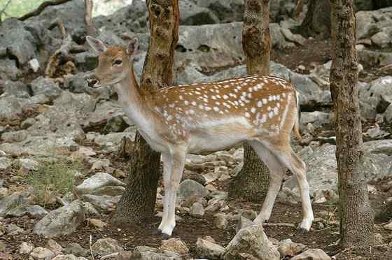 亚洲独有的鹿类  白斑鹿