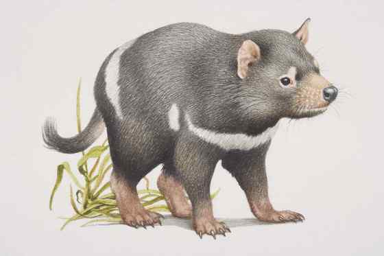 世界上最凶猛的哺乳动物--袋獾