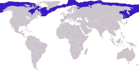 髯海豹 须海豹 Erignathus barbatus