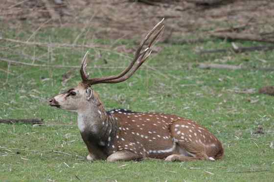 亚洲独有的鹿类  白斑鹿
