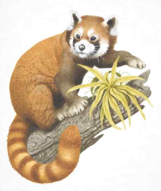 小熊猫又被叫做火狐(Fire fox) 小熊猫又被叫做火狐(Fire fox)