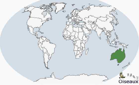 澳洲王鹦鹉 Alisterus scapularis 生性开朗 澳洲王鹦鹉 Alisterus scapularis 生性开朗