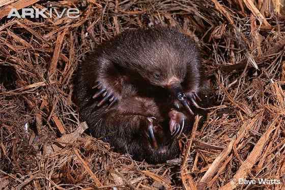 下蛋的哺乳动物“刺猬”  针鼹