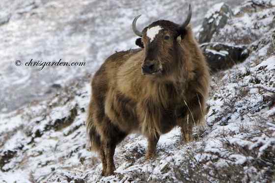 青藏高原地区独有的动物 野牦牛