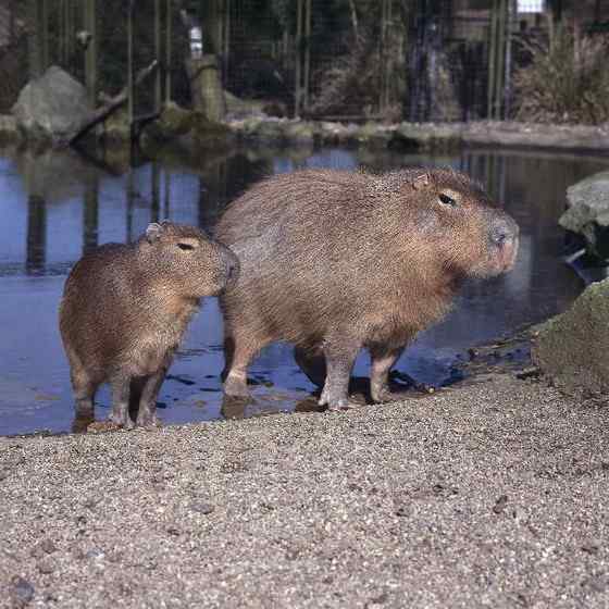世界上最大的啮齿目动物——水豚