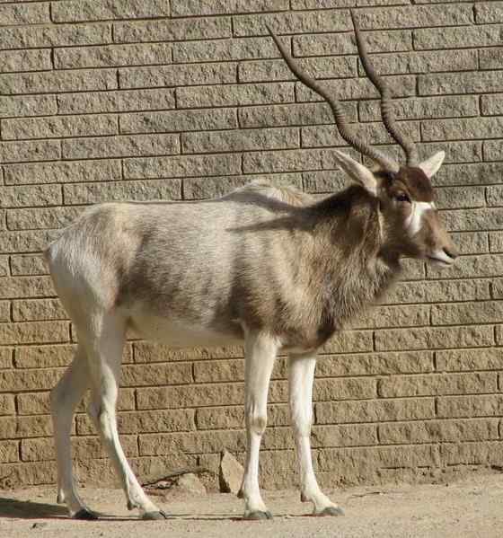 旋角羚 Addax nasomaculatus