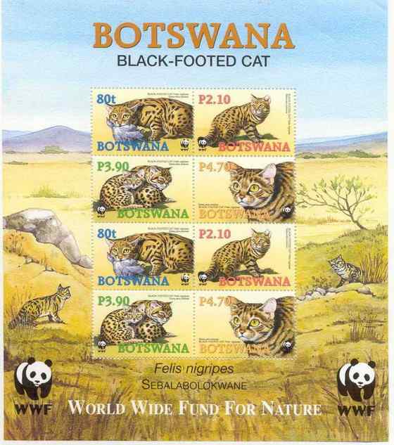 猫科动物家族中的小弟弟——黑足猫Felis nigripes