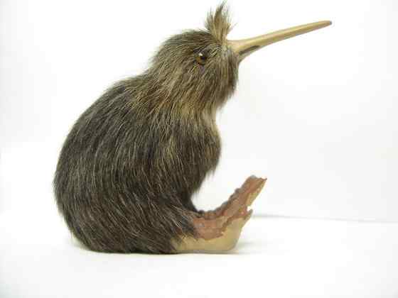 几维鸟 鹬鸵 KIWI