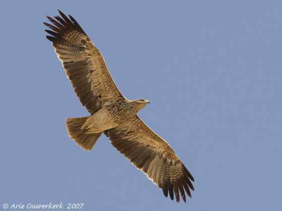 帝王鹰、御雕  白肩雕