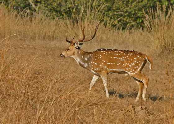 亚洲独有的鹿类  白斑鹿
