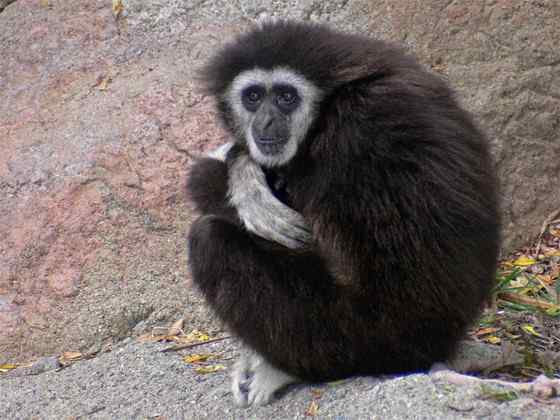 稀有的白掌长臂猿 Hylobates lar