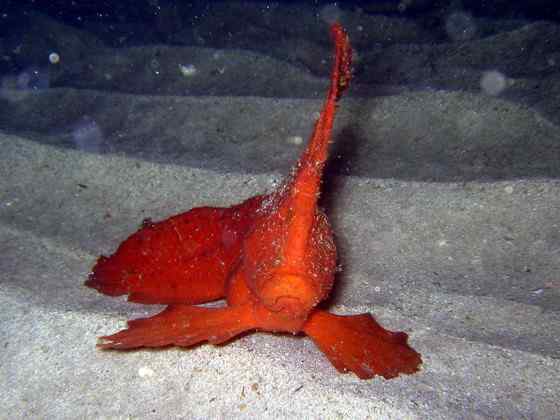 漂亮的罕见的“印第安鱼” 丑鲉 漂亮的罕见的“印第安鱼” 丑鲉