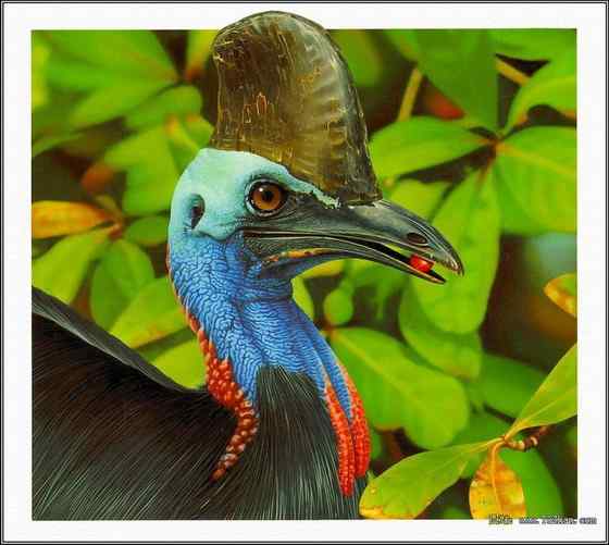 大型走禽——食火鸡(鹤鸵)