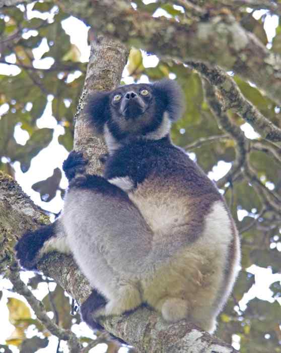 马达加斯加最原始的物种  大狐猴