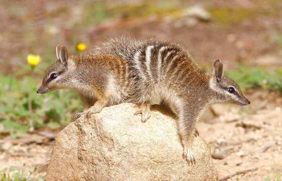 袋食蚁兽 Myrmecobius fasciatus 袋食蚁兽 Myrmecobius fasciatus