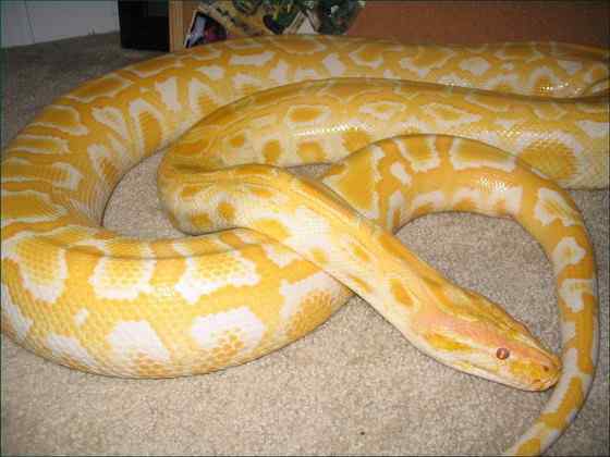 白化动物  黄金蟒