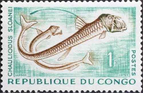 面目狰狞的深海鱼类——蝰鱼、凸齿鱼、毒蛇鱼