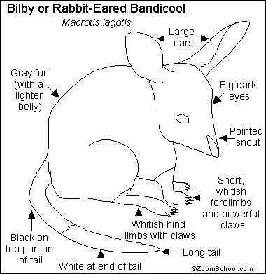 澳大利亚最奇特的有袋目动物之一 兔耳袋狸