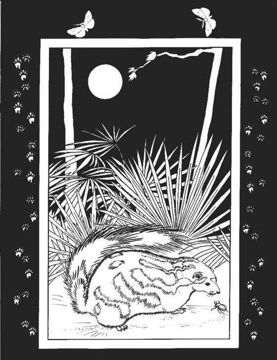 斑臭鼬 长得很漂亮