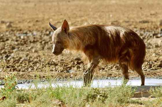 卡拉哈里的清道夫  棕鬣狗