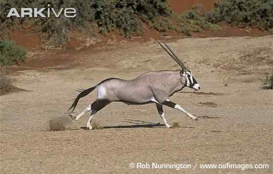 博茨瓦纳沙漠中的羚羊 南非长角羚 博茨瓦纳沙漠中的羚羊 南非长角羚