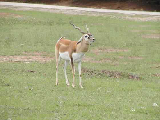 漂亮的羚羊 印度羚 漂亮的羚羊 印度羚