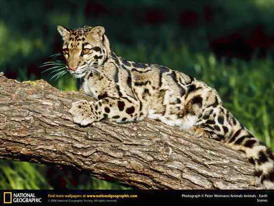 云豹最痴情 Neofelis nebulosa