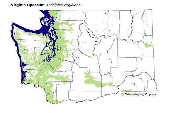 北美洲唯一的一种有袋动物  负鼠 会装死 会疾停